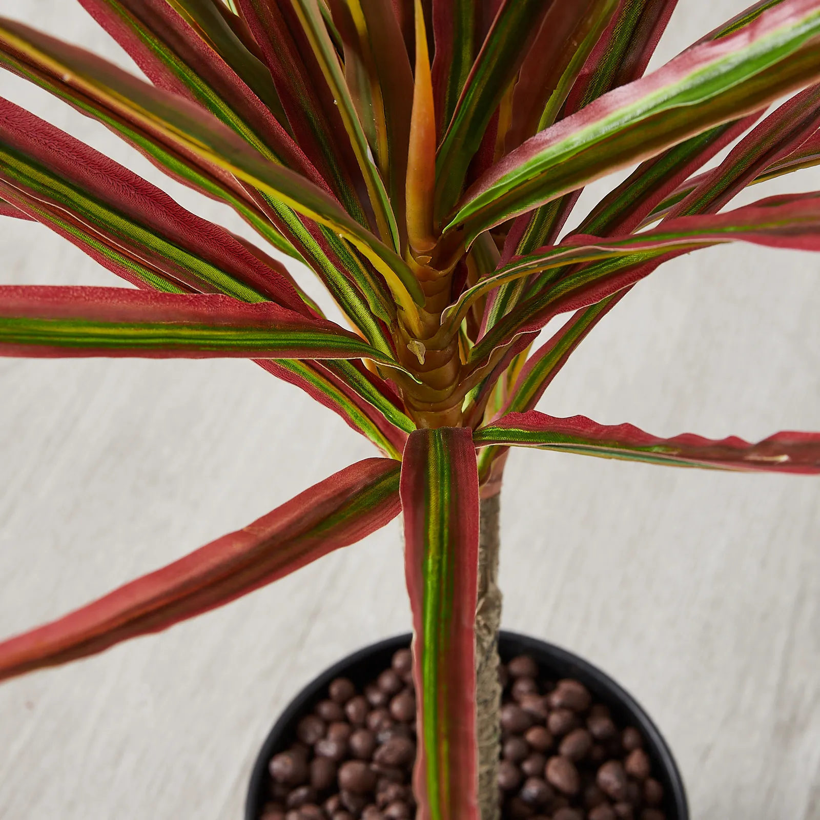 Live Terrarium Plant Dracaena Marginata 'Red'  Live Terrarium & Paludarium  Plant, Thin Red Leaves Vivarium Plants Above Water