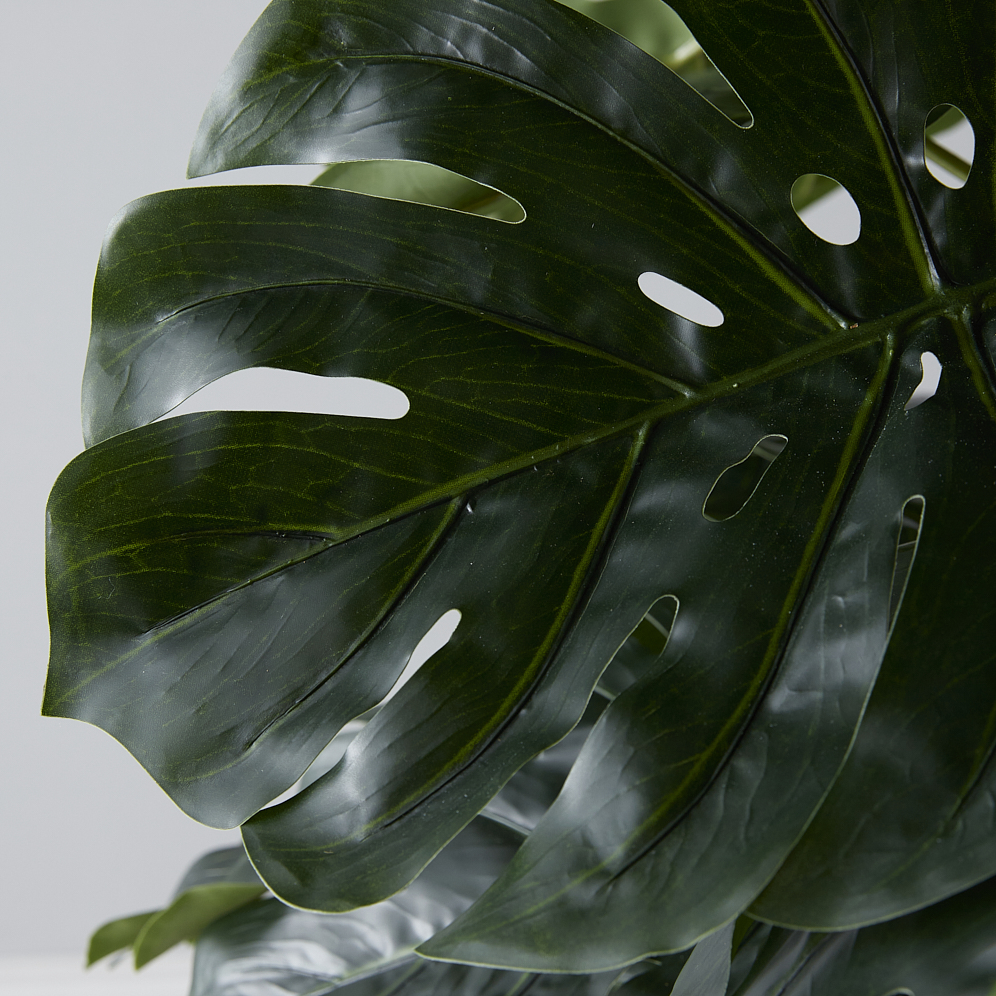 philodendron hederaceum variegata Philodendron Hederaceum Variegata – Aurea Plants