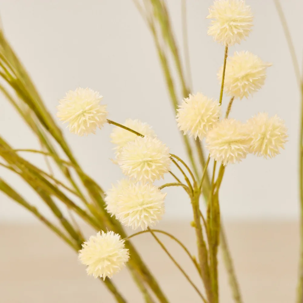 Anneli Onion Fruit Stem