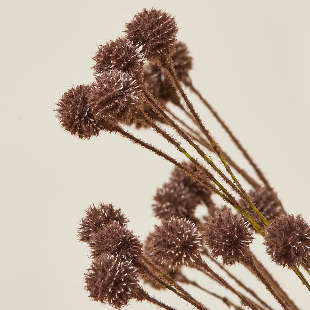 Pilar Onion Fruit Stem