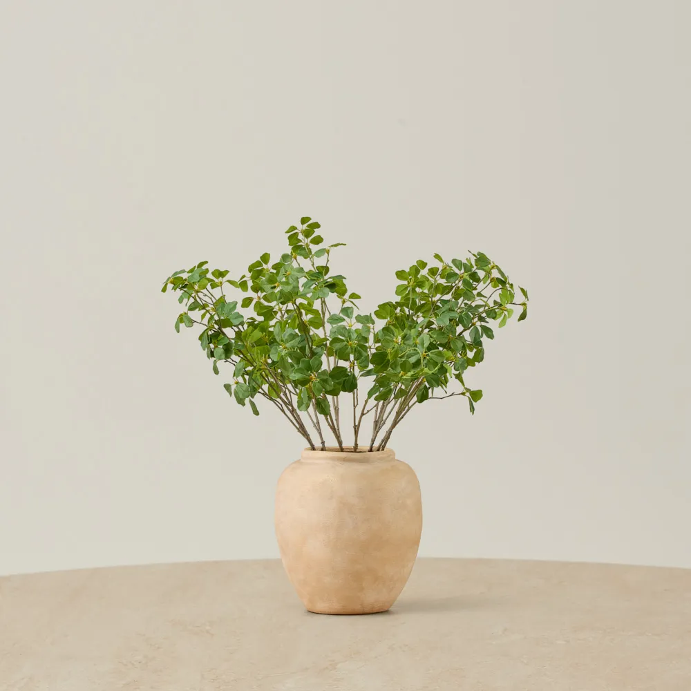 Silvia Fig Stem