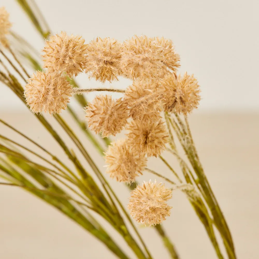 Fernanda Onion Fruit Stem